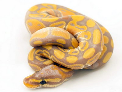 python regius banana