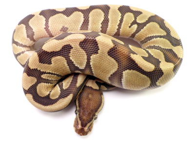 python regius caramel albino