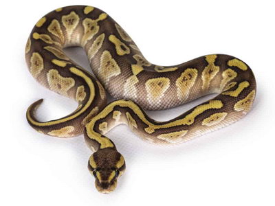 python regius lesser