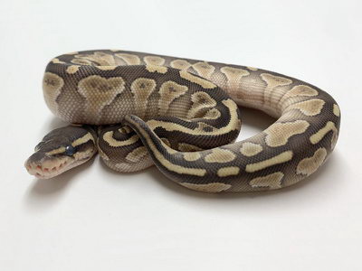 python regius lesser