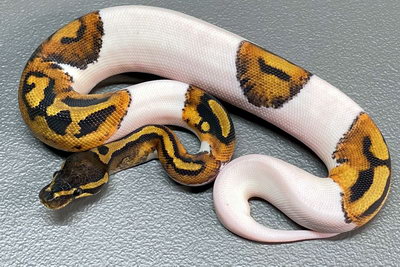 python regius piebald