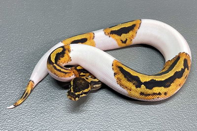 python regius piebald
