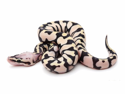 python regius scaleless