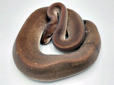 python regius super cinnamon