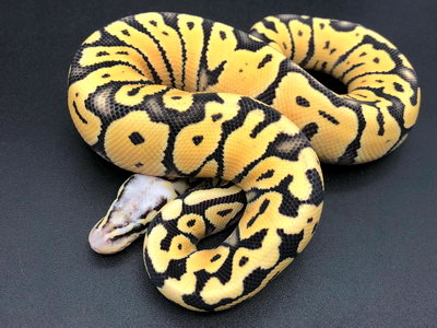 python regius super pastel
