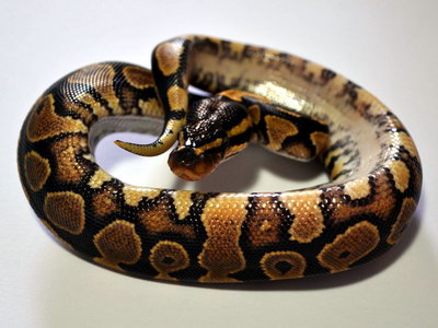python regius yellow belly