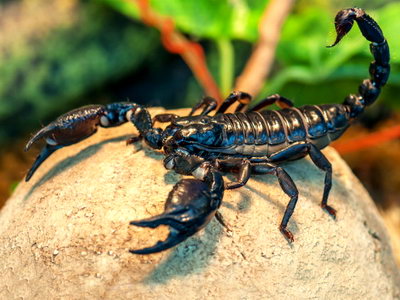 Домашние скорпионы родов Гетерометрус и Пандинус