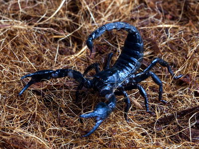 Домашние скорпионы родов Гетерометрус и Пандинус - популярные виды, фото и  описание, рекомендации и средние цены