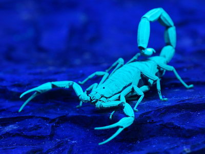 скорпион в ультрафиолетовом свете