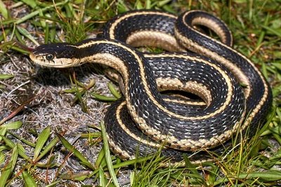 Mountain garter snake