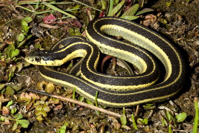 San Pedro Martir garter snake