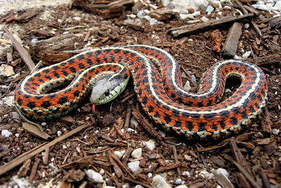 Coastal garter snake