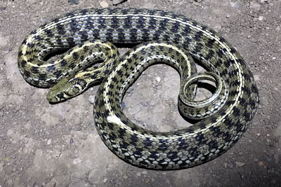 Marcy's Checkered Garter Snake