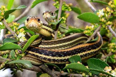 Gulf Coast ribbon snake