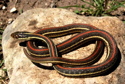 Redstripe ribbon snake