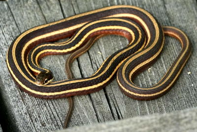 Northern ribbon snake