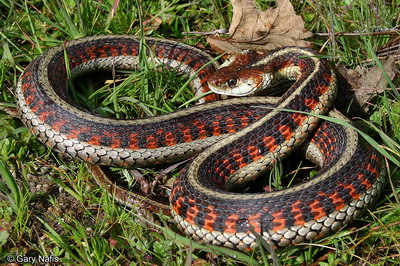 California red-sided garter snake