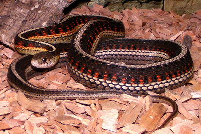 Red-sided garter snake