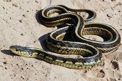 Chicago garter snake