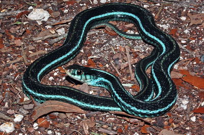Blue-striped garter snake
